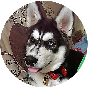 Собака с медальоном фото