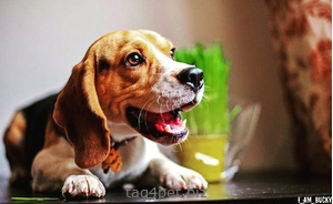 Tag for dog Beagle