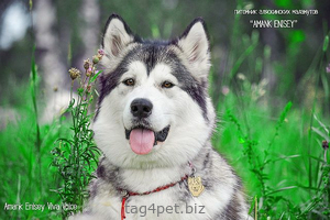 Dog tag for dog breeds Alaskan Malamute