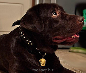 Адресный жетон с изображением собаки породы Лабрадор