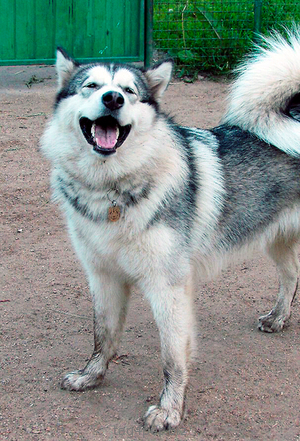 Dog tag for dog breeds Alaskan Malamute