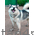 Фото адресника для собаки породы Аляскинский маламут