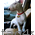 Фото медальона для собак породы Бультерьер