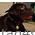 Адресный жетон с изображением собаки породы Лабрадор