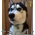 Адресный жетон с гравировкой для собак Сибирская Хаски
